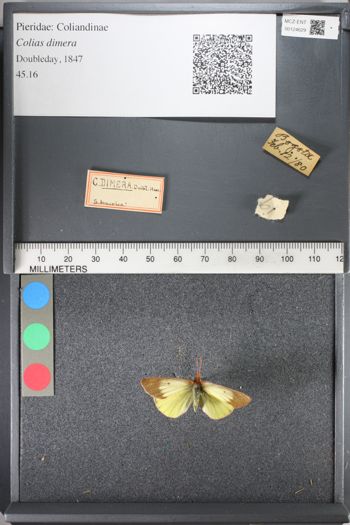Media type: image;   Entomology 124629